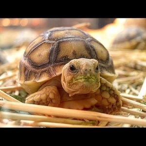 Meet your Posher, Riley